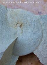 Ammonites Glochiceras - Glochiceras sp. Los Villares