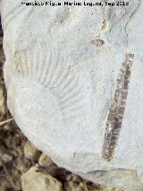 Ammonites Rasenia - Rasenia sp. El Chorro - Quesada