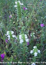 Gallocresta - Bellardia trixago. Los Caones. Jan