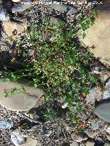 Muraje - Anagallis arvensis. Puente Viejo - Andjar