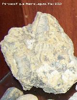 Gasterpodo Nerinea - Nerinea sp. Jodar