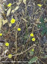 Lino amarillo - Linum tenue. Los Caones - Jan