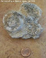 Ammonites Ochetoceras - Ochetoceras canaliculatum. Arroyo Padilla - Jan