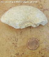 Ammonites Phylloceras - Phylloceras sp. Arroyo Padilla - Jan