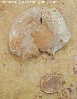 Ammonites Phylloceras - Phylloceras sp. Arroyo Padilla - Jan