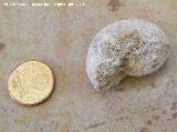 Ammonites Phylloceras - Phylloceras sp. Arroyo Padilla - Jan