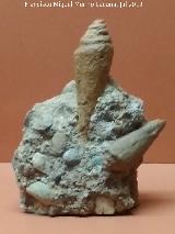 Gasterpodo Conus Puschi - Conus puschi. Sierra de los Villares. Centro de Visitantes La Luz - Murcia