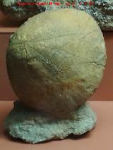 Erizo Echinolampas Hypsoclypus - Echinolampas hypsoclypus. Valle Perdido. Centro de Visitantes La Luz - Murcia