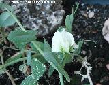 Guisante - Pisum sativum. Los Villares
