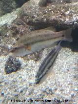 Pez Symphodus ocellatus - Symphodus ocellatus. Santa Pola