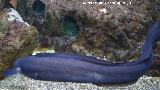 Monena Negra - Gymnothorax unicolor. Santa Pola