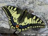 Cerro de la Harina - Alcaudete Mariposa macaón - Papilio machaon. Cerro de la Harina - Alcaudete