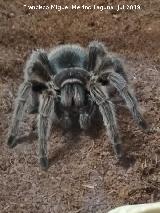 Araa Tarntula Chilena Rosada - Grammostola cala. Ciudad de las Ciencias - Valencia