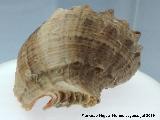 Caracol Rapana venosa - Rapana venosa. Ciudad de las Ciencias - Valencia