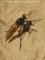 Mosca Eccoptopus longitarsis - Eccoptopus longitarsis. Cerro de Vitar - Quesada