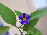 Solano de flor azul - Solanum rantonnetii. Navas de San Juan