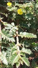 Abrojos - Tribulus terrestris. Castillo de Mogn - Villacarrillo
