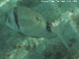 Pez Mojarra - Diplodus vulgaris. Isla de Tabarca - Alicante