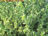 Toyo - Retamar Barrilla pinchosa - Salsola kali. Toyo - Retamar