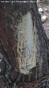 Resinero. Paraje del Hornillo - Santa Elena