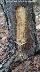 Resinero. Paraje del Hornillo - Santa Elena