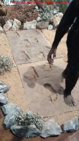 Huellas de Laetoli. Reproduccin de parte de las Huellas de Laetoli. Paleomgina - Bedmar