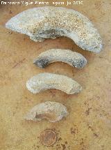 Ammonites Morphoceras - Morphoceras sp. Arroyo Padilla - Jan