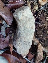 Ammonites Morphoceras - Morphoceras sp. Vegas Altas - Jan