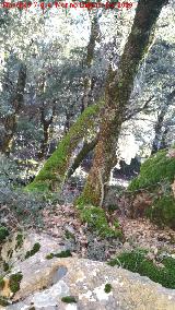 Barranco de Altomiro. Bosque