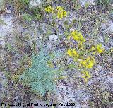 Ruda - Ruta chalapensis. Los Caones. Jan