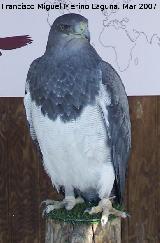 Pjaro guila mora - Geranoaetus melanoleucus. Granada