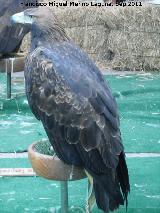 Jaén Pájaro Águila real - Aquila chrysaetos. Jaén