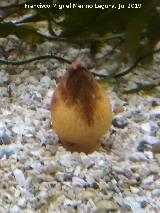 Pez anguila - Anguilla anguilla. Santa Pola