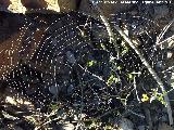 Araa orbitela - Aculepeira chamberlin. Telaraa. Los Alcornocales - Miranda del Rey - Santa Elena