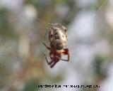 Araa orbitela - Aculepeira chamberlin. Santa Pola