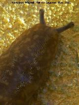 Babosa - Milax. Los Villares