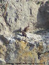 Pjaro Buitre leonado - Gyps fulvus. El Calarico - Santiago Pontones