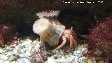 Cangrejo ermitao - Dardanus calidus. Santa Pola