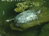 Parque de las Ciencias - Granada Galápago de Florida - Trachemys scripta. Parque de las Ciencias - Granada