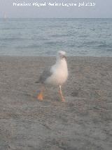 Pjaro Gaviota patiamarilla - Larus cachinnans. Santa Pola