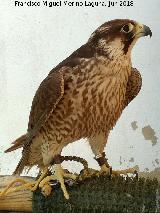 Pjaro Halcn peregrino - Falco peregrinus. Navas de San Juan