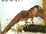 Pjaro Halcn peregrino - Falco peregrinus. Navas de San Juan