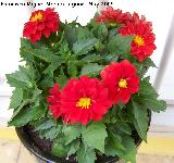 Dalia - Dahlia sp. Los Villares