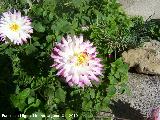 Dalia - Dahlia sp. Los Villares