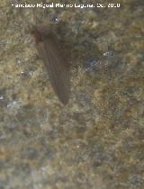 Efmera - Ephemera vulgata. Los Villares