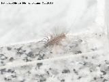Cienpis Domstico - Scutigera coleptrata. Los Villares