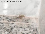 Cienpis Domstico - Scutigera coleptrata. Los Villares