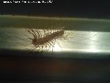 Cienpis Domstico - Scutigera coleptrata. Los Villares