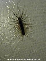 Cienpis Domstico - Scutigera coleptrata. Los Villares