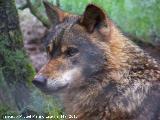 Lobo Ibrico - Canis lupus signatus. Riopar